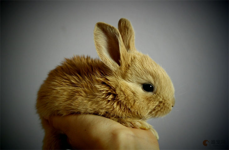 高铁托运一只兔子多少钱