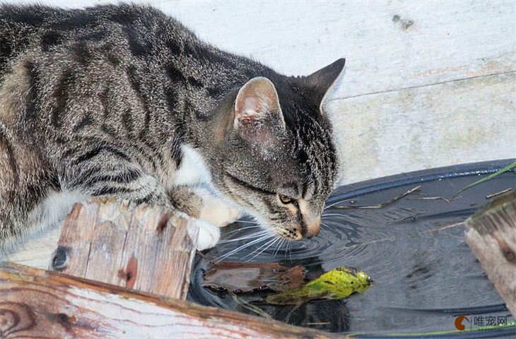 猫传腹是不是爱喝水