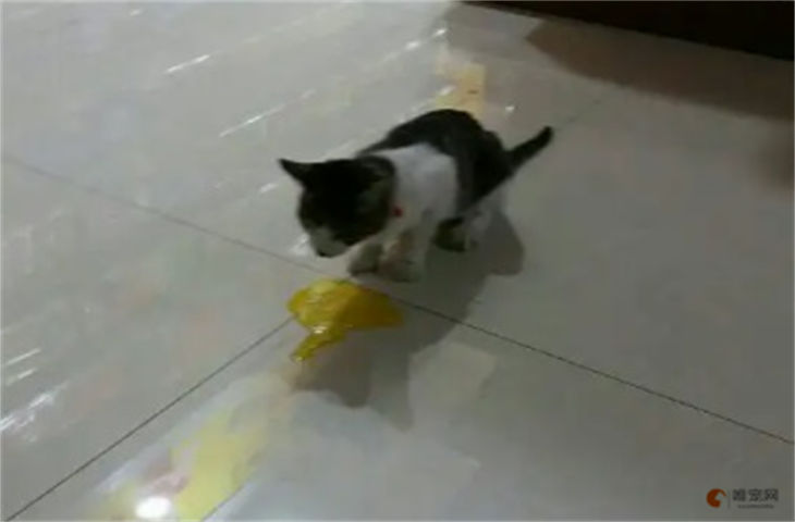 猫吐了一堆软化的猫粮和黄水