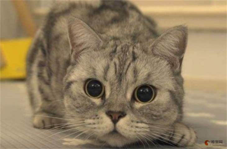 猫的眼睛瞳孔圆的和竖的什么意思