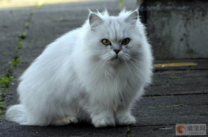 为什么纯白的猫不能养
