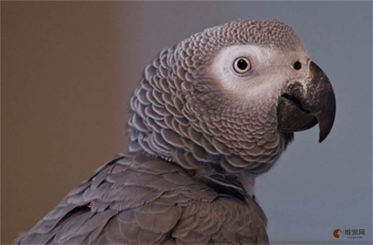 非洲灰鹦鹉可以家养吗
