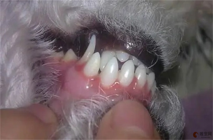 狗狗牙龈发炎用什么药