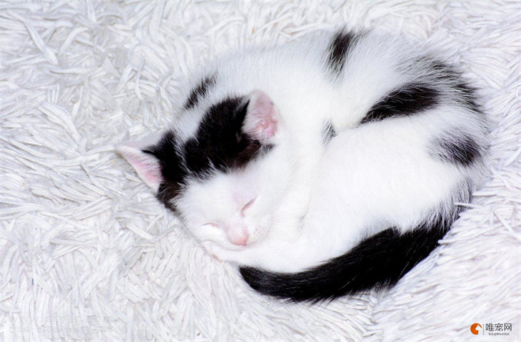 黑白猫为什么不能养
