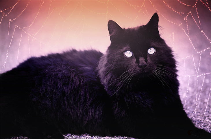 黑色的猫是不是不吉利