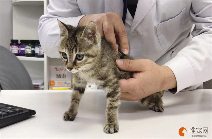 猫咪打疫苗一共几针?多少钱?