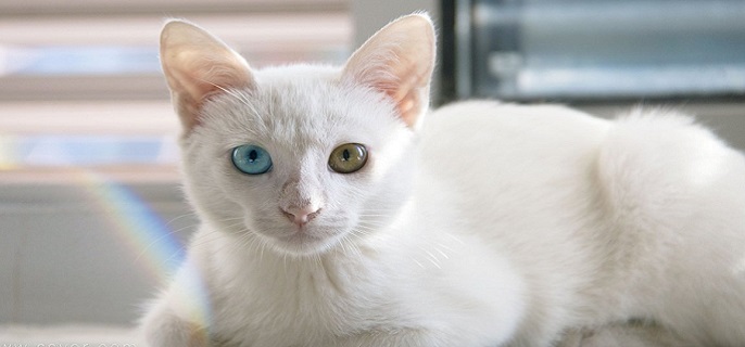 异瞳猫白猫为什么不能养