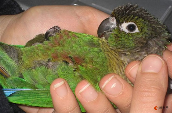 绿颊锥尾鹦鹉