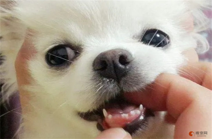 狗狗换牙期是几个月