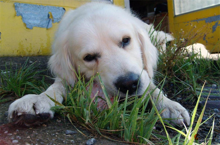 狗吃草需要制止吗