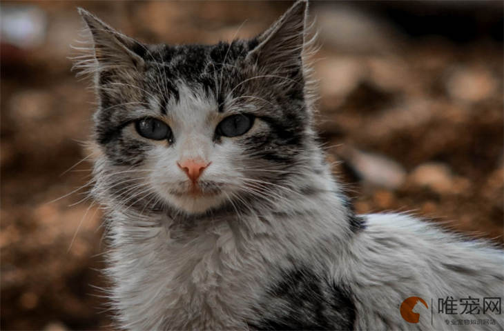 猫可以一辈子不打疫苗吗