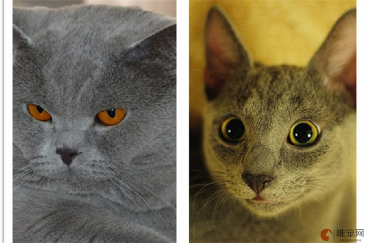 猫咪发腮与不发腮的对比