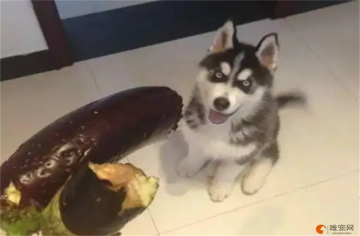 狗能不能吃茄子