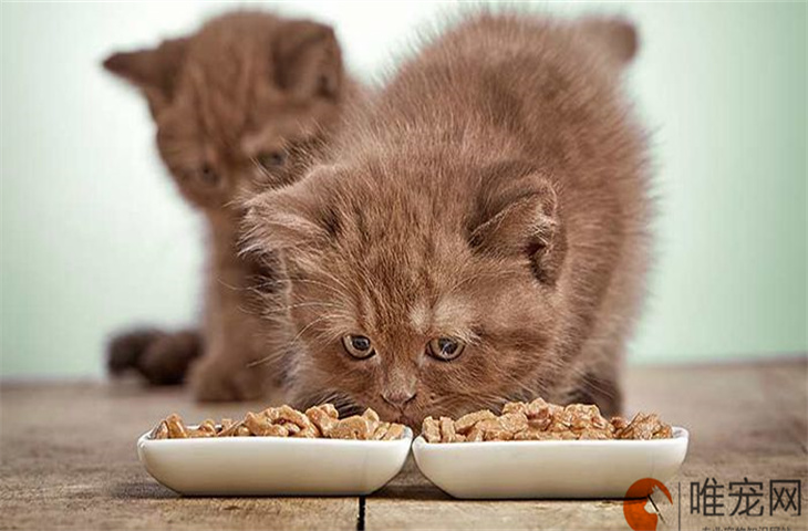 2个月小猫一顿吃15粒猫粮