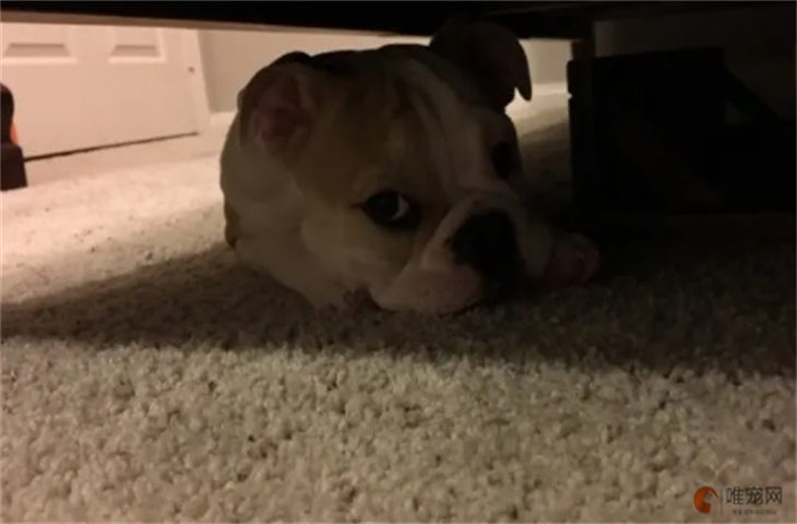 狗躲在床底有什么预兆