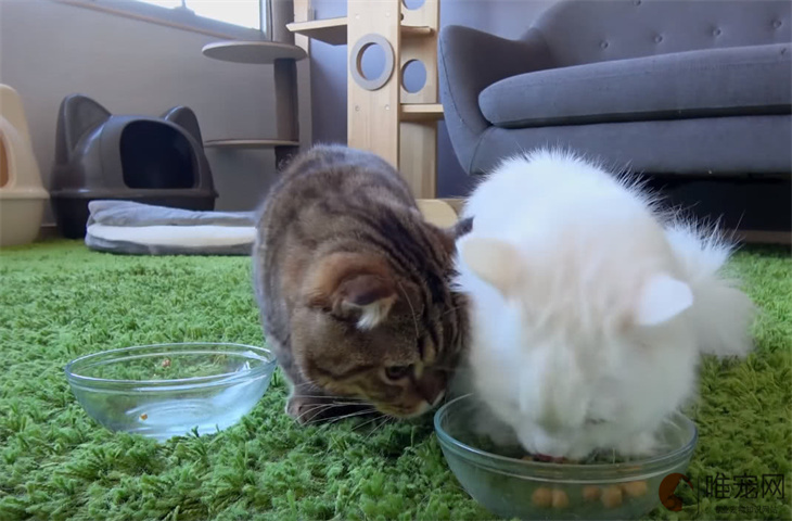二个月小猫必须吃泡软的猫粮