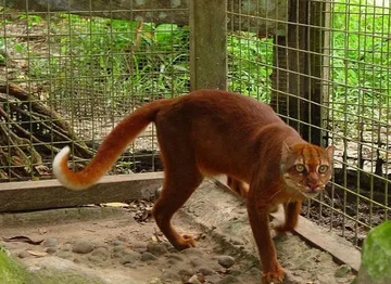 婆罗洲金猫(哺乳纲食肉目的猫科动物)
