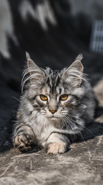 缅因猫(美国最大、最古老的猫种，食肉目猫科动物)