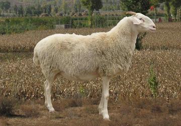 寒羊(全国绵羊优良品种之一)